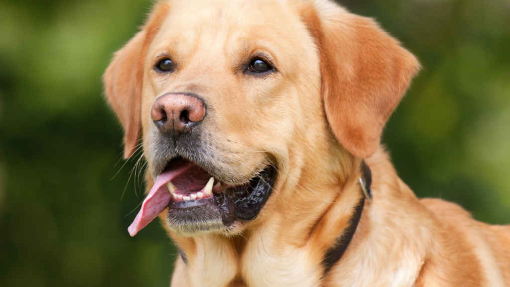Understanding your dog's bark might soon be possible with AI: Check details
