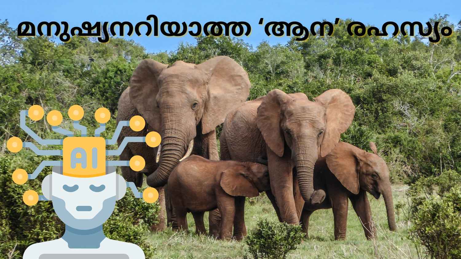 Elephants Names Using AI: അങ്ങനെ ആനയുടെ ഭാഷയും, അവർ തമ്മിൽ വിളിക്കുന്ന പേരും AI കണ്ടുപിടിച്ചു കളഞ്ഞു!