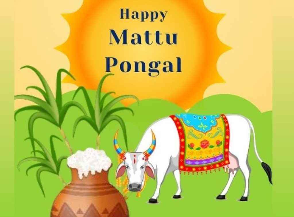 Mattu pongal (4)