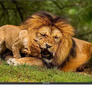 Gangnam Street LEDSTVGG32EKK 32 inch HD Ready Smart LED TV