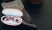 MEE Audio Pebbles True Wireless Earbuds