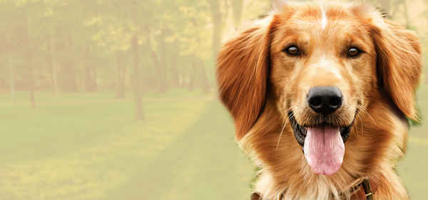 A Dog's Purpose Poster 2