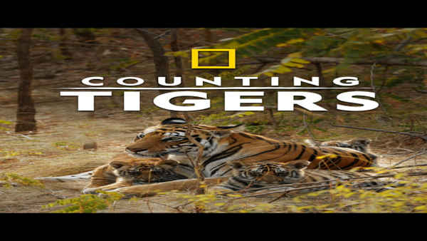 Counting Tigers Poster 4