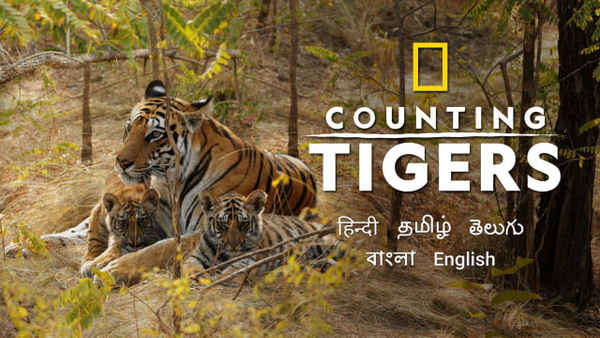 Counting Tigers Poster 5