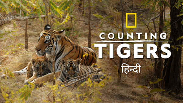 Counting Tigers Poster 7