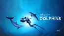 Diving with Dolphins Poster 6