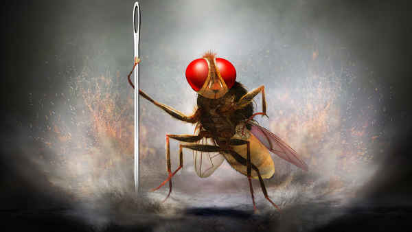 Eega Poster 1