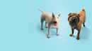 How Dogs Got Their Shapes Poster 2