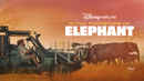 In the Footsteps of Elephant Poster 1