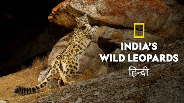 India's Wild Leopards Poster 6