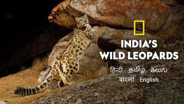 India's Wild Leopards Poster 7