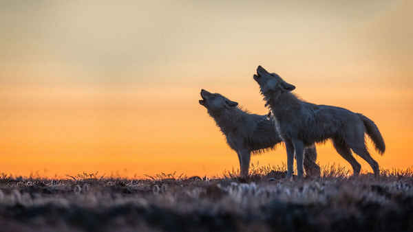 Kingdom Of The White Wolf Poster 3