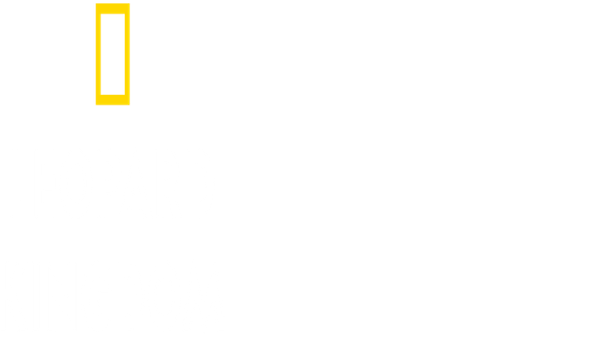 Leopard Kingdom Poster 6