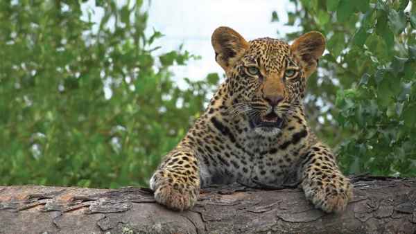 Leopard Kingdom Poster 7