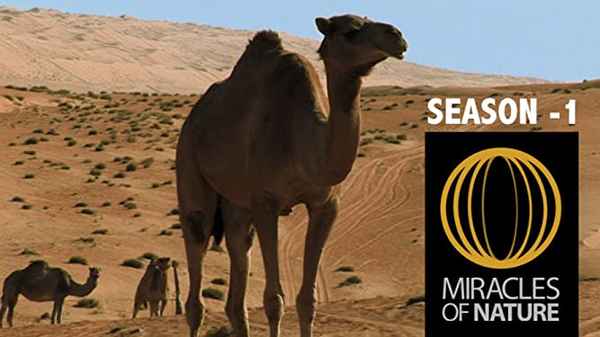 Miracles of Nature Poster 5