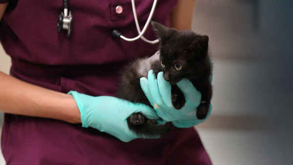 Rocky Mountain: Animal Rescue Poster 5