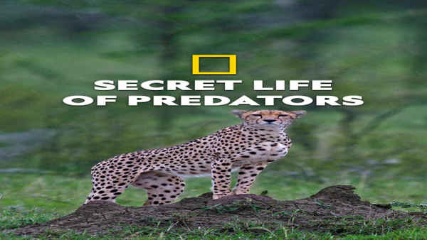 Secret Life Of Predators Poster 7