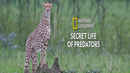 Secret Life Of Predators Poster 6