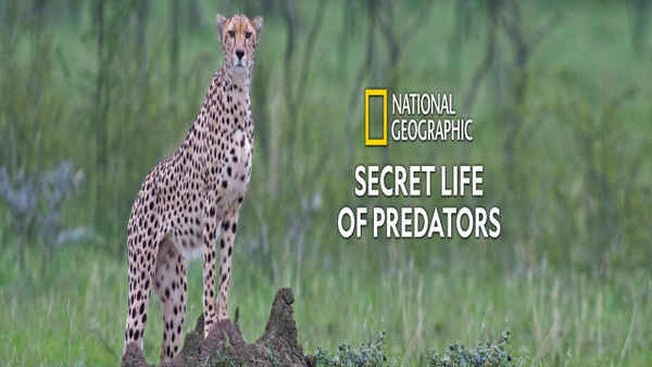 Secret Life Of Predators Poster 6