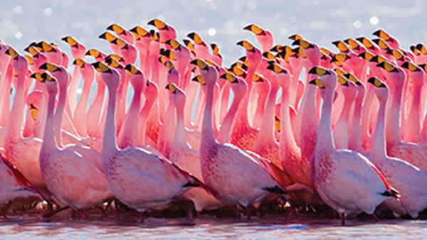 South America: Untamed Poster 5