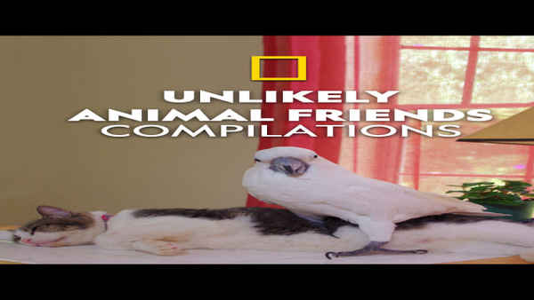 Unlikely Animal Friends Poster 1