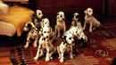 101 Dalmatians Poster 5