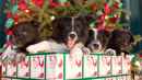 12 Dogs of Christmas: Great Puppy Rescue Poster 2