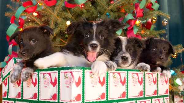12 Dogs of Christmas: Great Puppy Rescue Poster 2