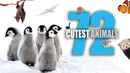 72 Cutest Animals Poster 1