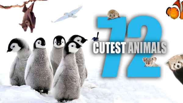 72 Cutest Animals Poster 1