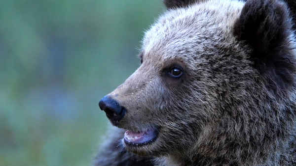 72 Cutest Animals Poster 4