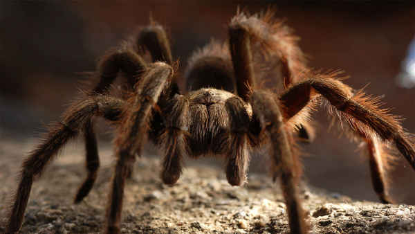 72 Dangerous Animals: Australia Poster 2