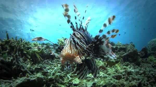 72 Dangerous Animals: Australia Poster 1