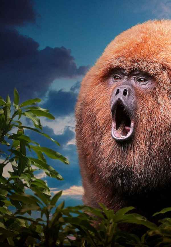 72 Dangerous Animals: Latin America Poster 7