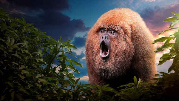 72 Dangerous Animals: Latin America Poster 4