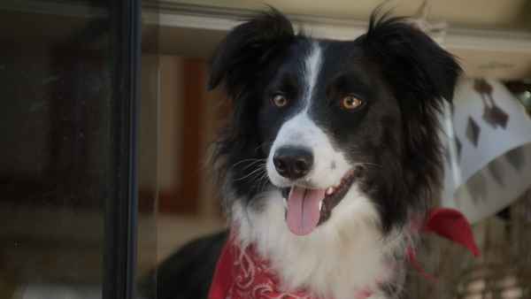 A Dog Named Duke Poster 1