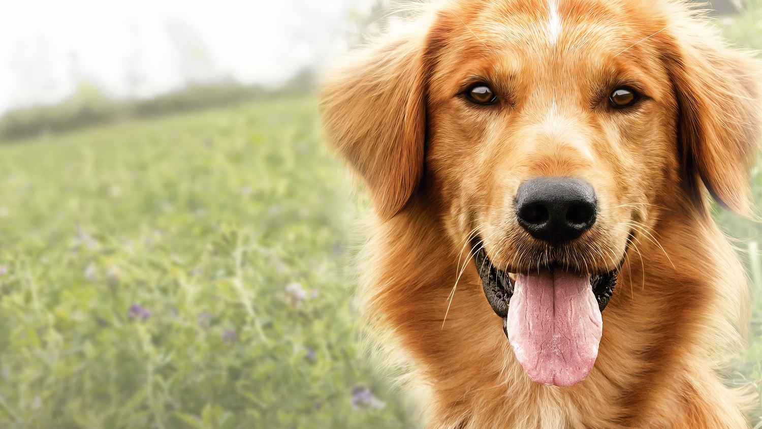 a dogs purpose cast