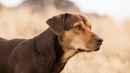 A Dog's Way Home Poster 3