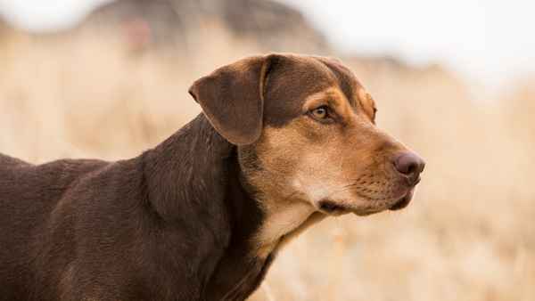 A Dog's Way Home Poster 3