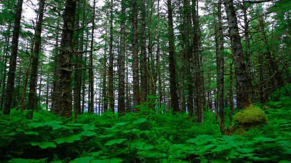 A Dreamer's Search Poster 1