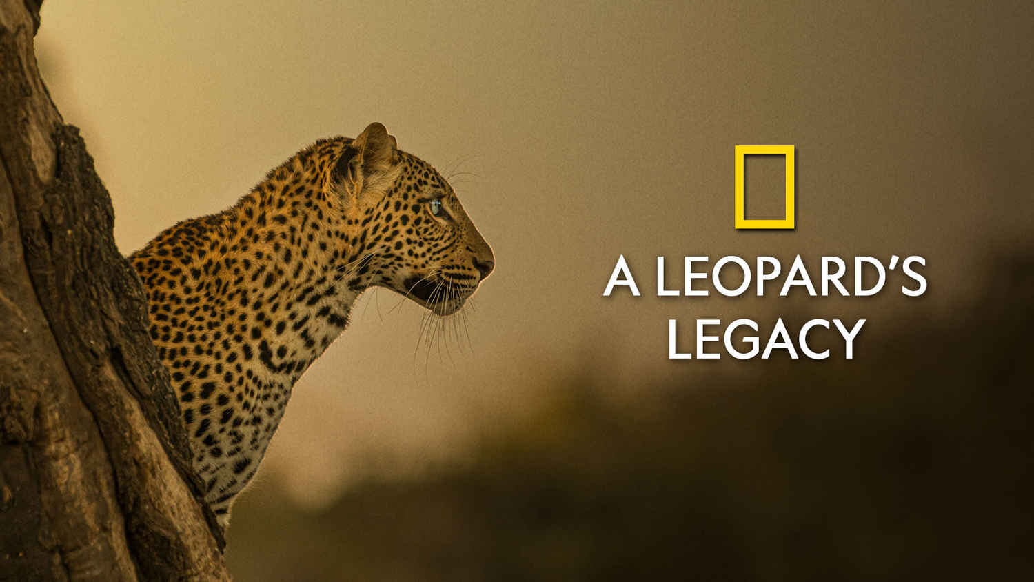 A Leopard's Legacy