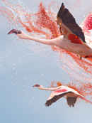 A Perfect Planet Poster 5