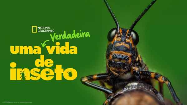 A Real Bug's Life Poster 1