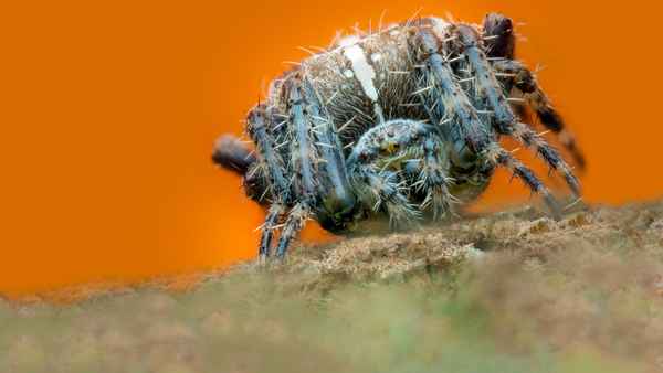 A Real Bug's Life Poster 2