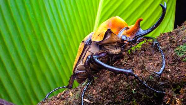 A Real Bug's Life Poster 4