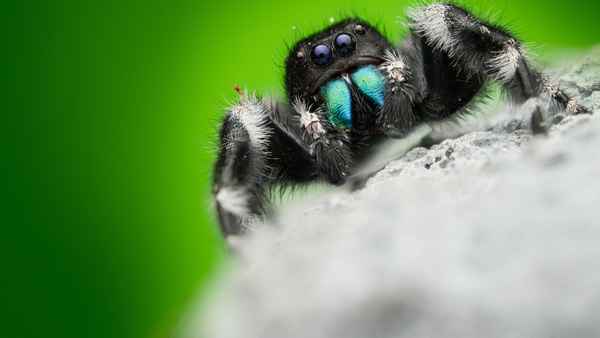 A Real Bug's Life Poster 5