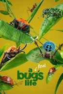 A Real Bug's Life Poster 7