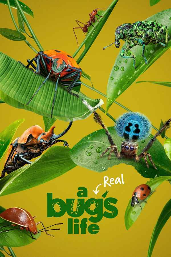 A Real Bug's Life Poster 7