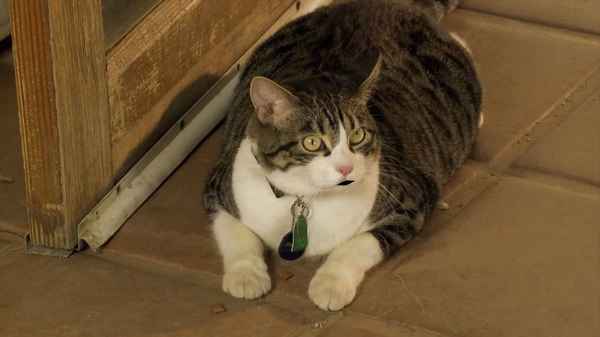 A Talking Cat!?! Poster 2