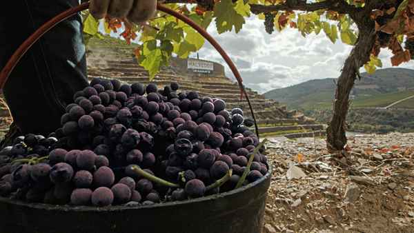 A Year in Port Poster 2